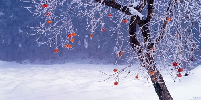 1920x1080 Diospyros Kaki – Bing Wallpaper Download