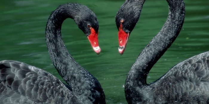 1920x1080 The Last Word On Nothing | black-swan-animal-wallpaper-2