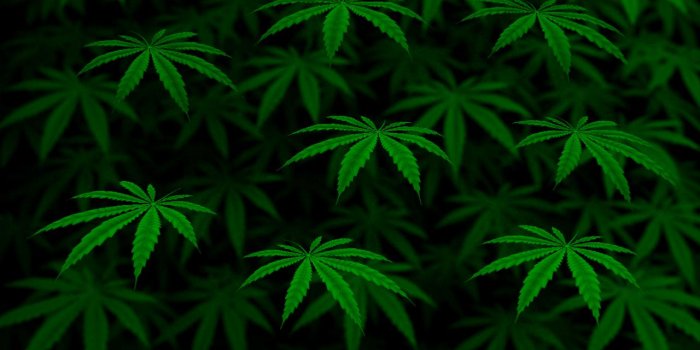 1280x800 48+] Animated Marijuana Wallpaper on WallpaperSafari