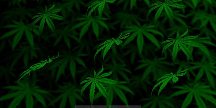 1280x800 Download My Ganja Live W screenshot thumbnail 1 [1280x800] | 48+