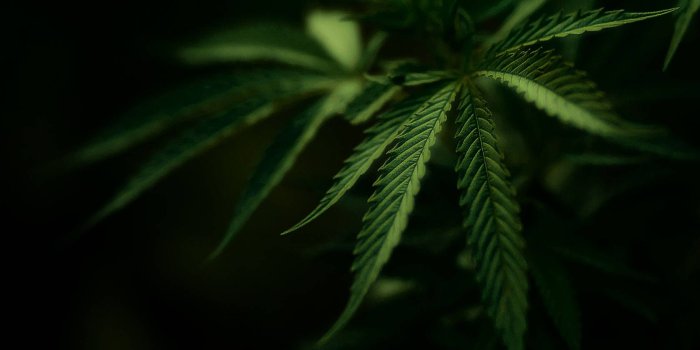 1680x1050 Marijuana Wallpaper Hd (46+ images) on Genchi.info