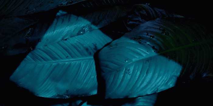 1242x2208 Here are all of iOS 9's colorful new wallpapers for your iPhone