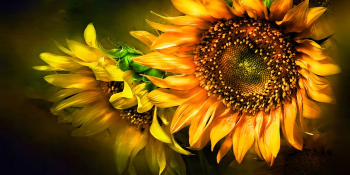 1920x1200 Dramatic Sunflower Wallpaper Pc Wallpaper - Desktop Background