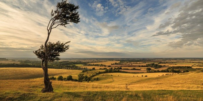 1332x850 Wallpaper Landscape, Tree, Windy Day, Dramatic Sky images for