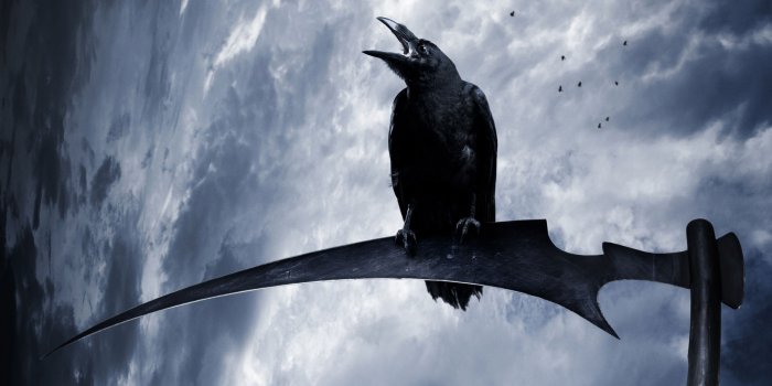 3744x2400 65 Crow HD Wallpapers | Background Images