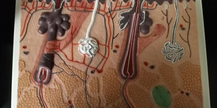 1024x768 APHY 101 Ch 5: The Integumentary System Lab Ivy Tech Diagram | Quizlet