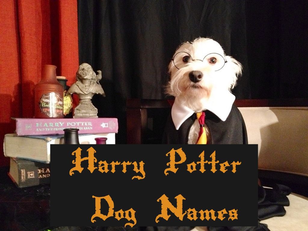 1024x768 The Ultimate List of Harry Potter Dog Names | PetHelpful