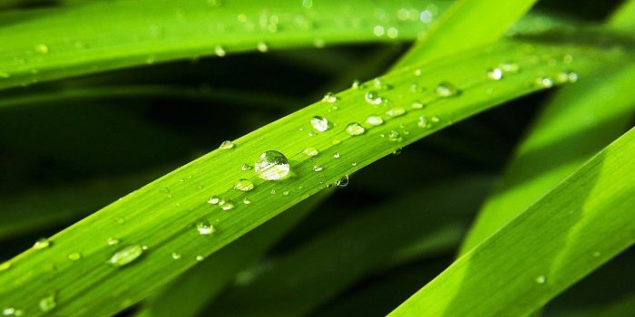 1504x1128 Morning, Dew, Cool Nature Wallpapers, Amazing Landscape, Widescreen