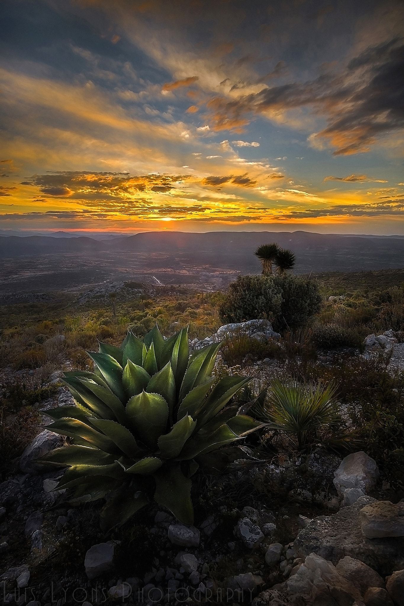 1365x2048 Agave Sunset - Agave Sunset; Tehuacán - Cuicatlán biosphere reserve