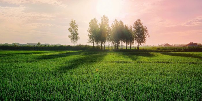 1920x1200 Green grass field, nature, anime, trees, grass HD wallpaper