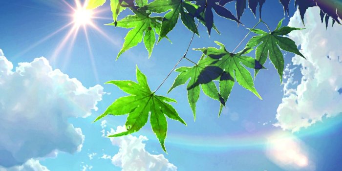 1920x1080 Landscape Portrait - Forest Wallpaper Anime, Hd Wallpapers