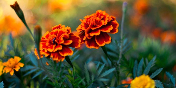 1920x1200 Amazing Laptop Backgrounds