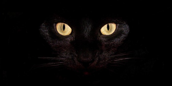 1366x768 Black Cat Wallpaper Amazing High Resolution Ph #10014 Wallpaper