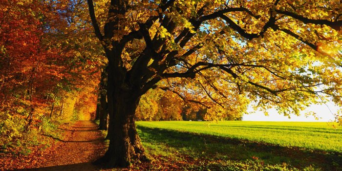 1920x1080 Fall Scenery Image Hd - Trees Hd Wallpaper 1080p (#156633) - HD