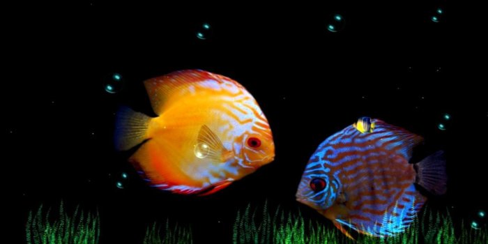 1293x809 Cell Phone Wallpapers For Nokia - Anband HD Pictures