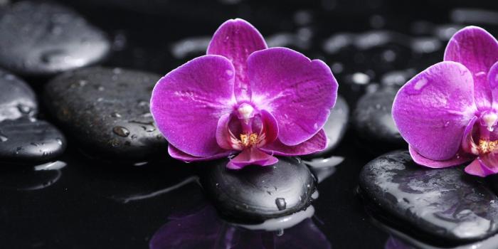 1332x850 Wallpaper water, drops, flowers, tenderness, beauty, petals, orchids