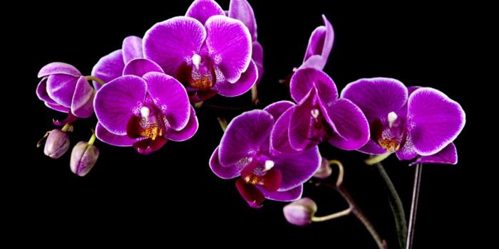1296x873 Purple Orchid Wallpaper | Wallpapers Style