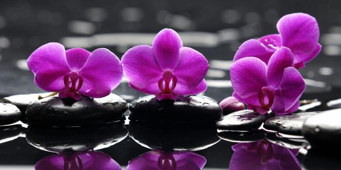 1600x1200 Purple Orchids Arrangements HD Wallpaper, Background Images