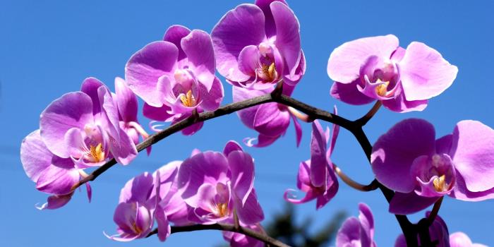 1920x1200 Purple Orchid Wallpaper 1920×1200 - High Definition Wallpaper