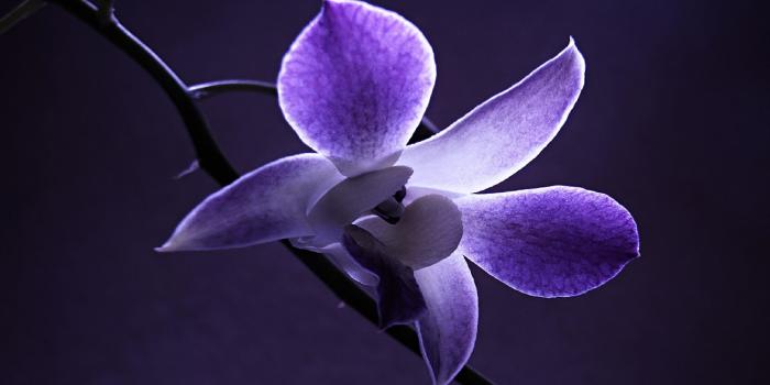 2880x1800 56+ White Orchid Wallpapers on WallpaperPlay