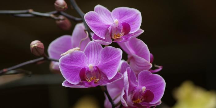 1920x1200 Purple orchids wallpaper - Flower wallpapers - #5706