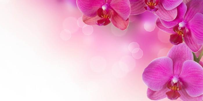 1920x1080 Purple Orchid flower wallpaper HD wallpaper | Wallpaper Flare