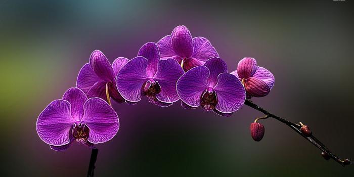 1920x1080 Purple Orchids HD Wallpaper, Background Images