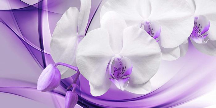 1500x1500 artgeist Photo Wallpaper Purple Orchid 154