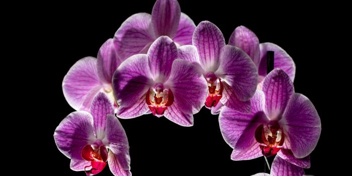 3840x2160 Purple Orchid Flowers Bloom, Black Background ❤ 4K HD Desktop