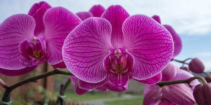 1920x1200 Purple orchid [2] wallpaper - Flower wallpapers - #33162