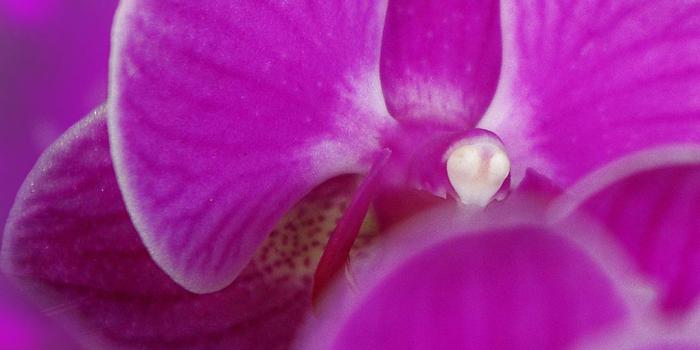 1080x1920 Free HD Purple Orchid Phone Wallpaper...3352