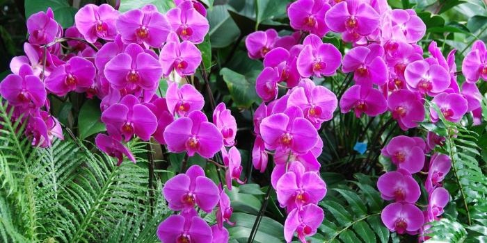 1920x1080 Purple orchids wallpaper - Flower wallpapers - #31111