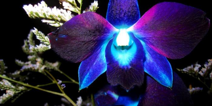 1024x768 40+ Blue and Purple Orchids Wallpapers - Download at WallpaperBro