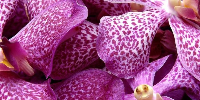 1080x1920 Purple orchid, bowl 1080x1920 iPhone 8/7/6/6S Plus wallpaper