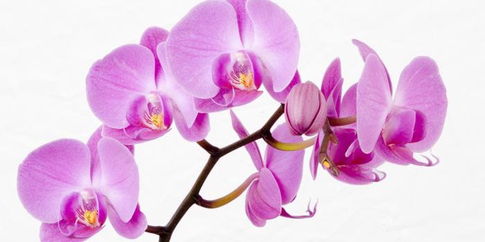 1920x1080 Purple Orchid Wallpaper ·① WallpaperTag