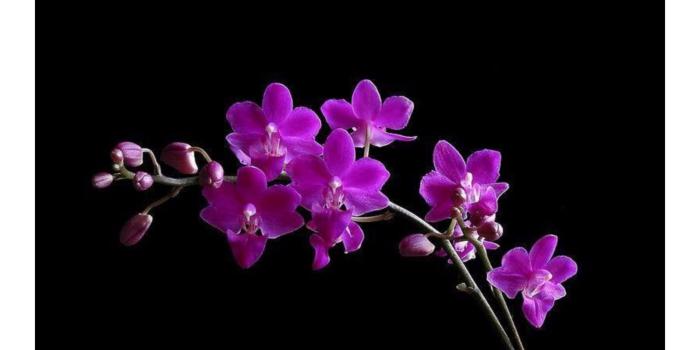 2560x1440 Purple Orchid Wallpaper #2ZHJOXZ Picserio - Picserio.com