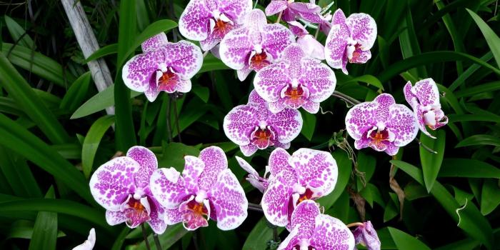 2560x1600 Purple orchids [4] wallpaper - Flower wallpapers - #40326