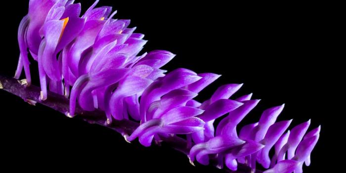 1920x1080 Purple Orchid Flowers Black Wallpaper - Wallpaper Stream