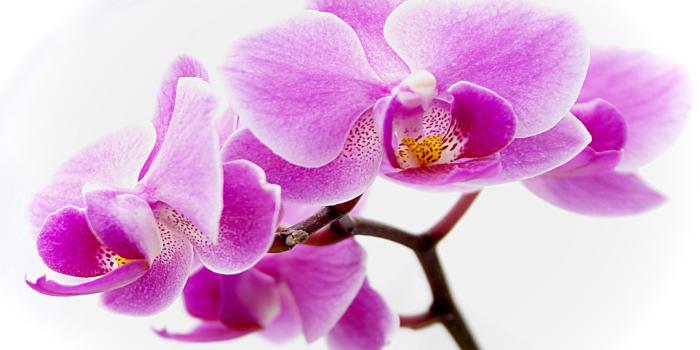 2560x1600 Flower Wallpapers Purple Orchid Flowers Wallpaper 3753