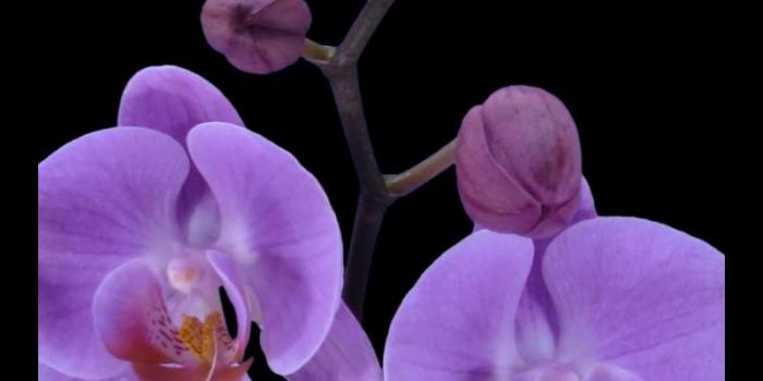 800x1280 Purple Orchid Video Wallpaper for Android - APK Download