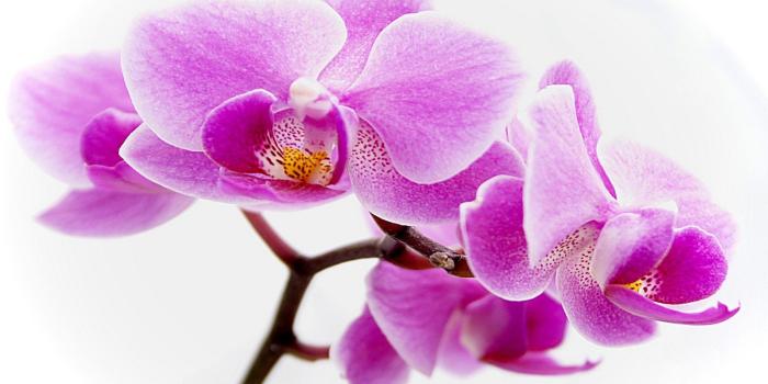 1920x1080 35+ Purple Orchid Flowers Wallpapers - Download at WallpaperBro