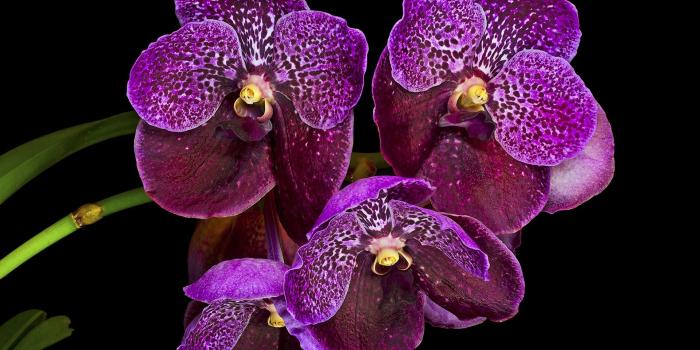 1920x1440 Wallpaper Purple orchids, black background 1920x1440 HD Picture, Image