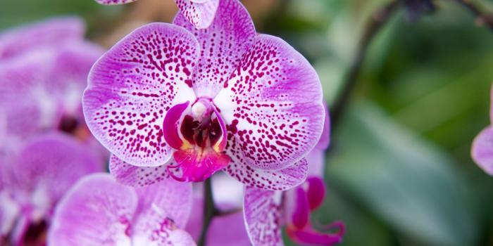 1920x1080 Purple Orchid Bloom Wallpaper - Wallpaper Stream