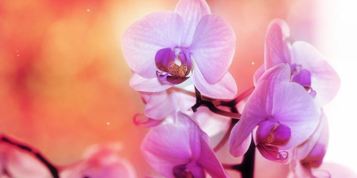 1920x1080 Purple Orchid Wallpapers (68+ background pictures)