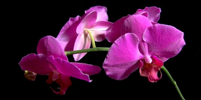 1140x803 Orchid Elegant Flowers Wallpaper | Wallpapers Turret