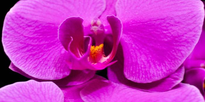 2592x3903 purple orchid free image | Peakpx