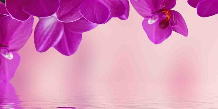 1500x1500 Orchids Wallpaper for Android - APK Download