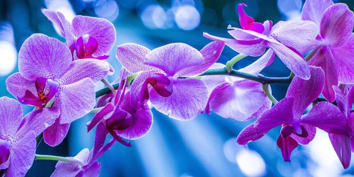 2560x1440 Purple Orchid Flowers Picture Hd Wallpapers 2560x1440 : Wallpapers13.com