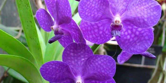 1024x768 Desktop Wallpapers » Flowers Backgrounds » Purple Orchid » www