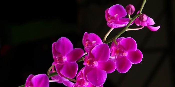 1024x768 Free download Beautiful Purple Orchid HD wallpapers Beautiful Purple